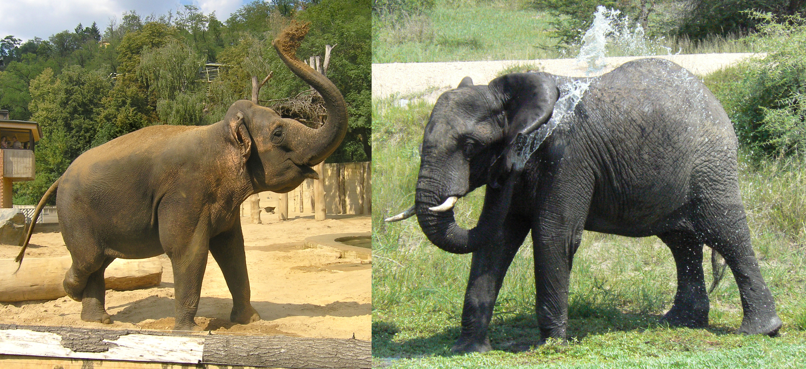 Африканские и индийские слоны 1 класс. Африканский и индийский слон. Индийские слоны и африканские слоны. Индийский и Африканский слон отличия. Азиатский индийский слон.